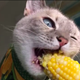 cat eating corn